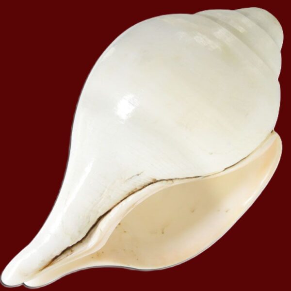 Shankh (Conch Shell) Extra Large
