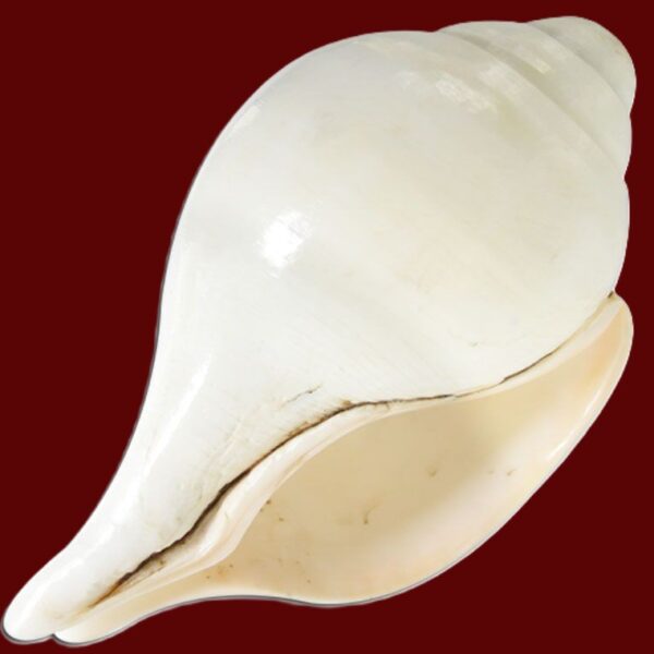 Shankh (Conch Shell) Large