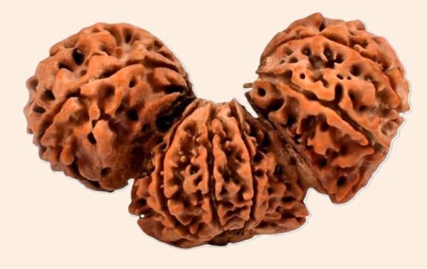 Trijuti Rudraksha Nepali
